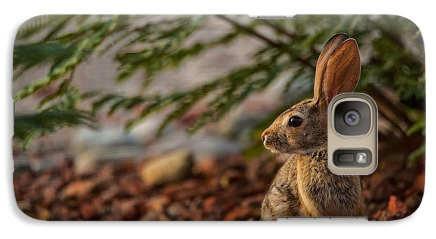 Tucson Galaxy S7 Case featuring the photograph Frontyard Bunny by Dan McManus