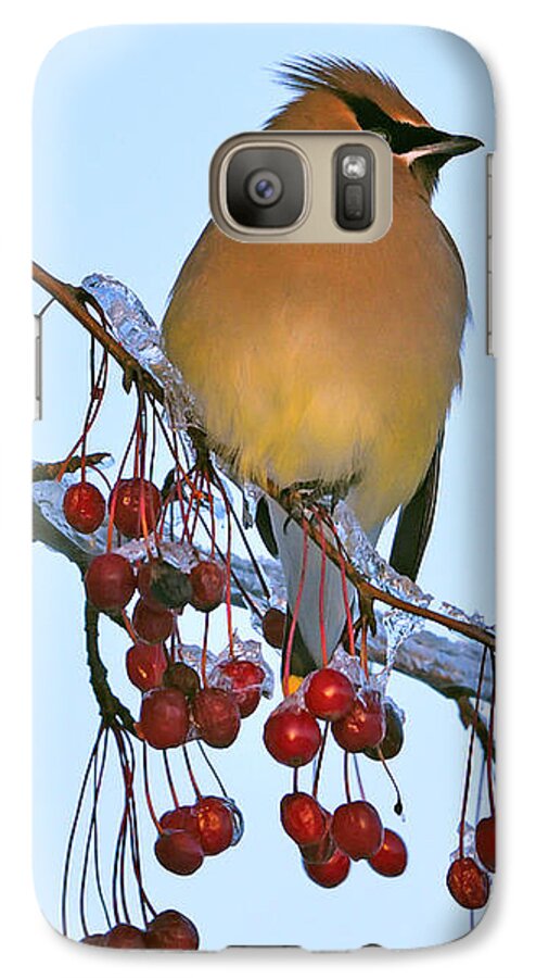 Cedar Waxwing Galaxy S7 Case featuring the photograph Frozen Dinner by Tony Beck