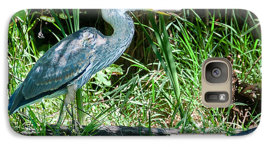 Great Blue Heron Galaxy S7 Case featuring the photograph Great Blue Heron Fish Meal by Ed Peterson