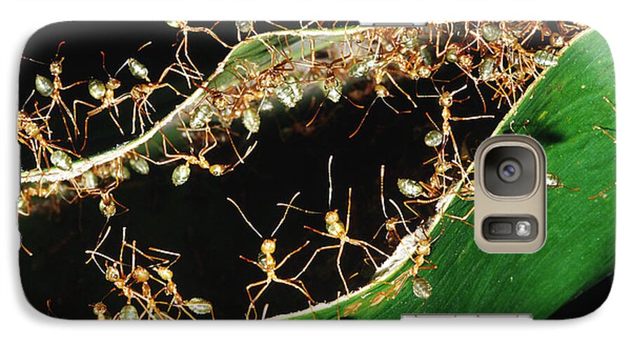 Green Tree Ant Galaxy S7 Case featuring the photograph Green Tree Ants by B. G. Thomson