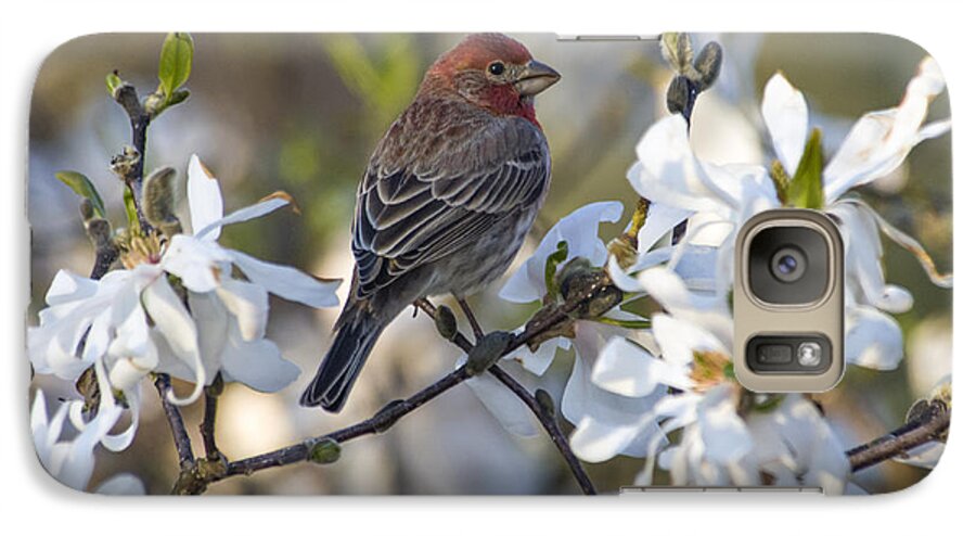 House Galaxy S7 Case featuring the photograph House Finch - D009905 by Daniel Dempster