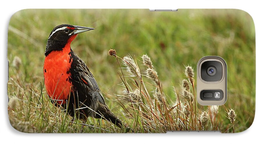 Meadowlark Galaxy S7 Case featuring the photograph Long-tailed Meadowlark by Bruce J Robinson