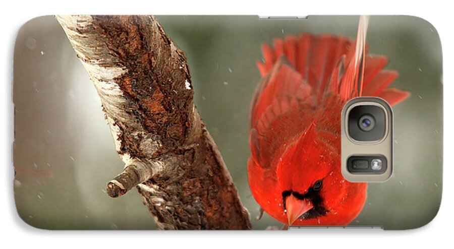 Take Off Galaxy S7 Case featuring the photograph Male Cardinal Take Off by Darren Fisher