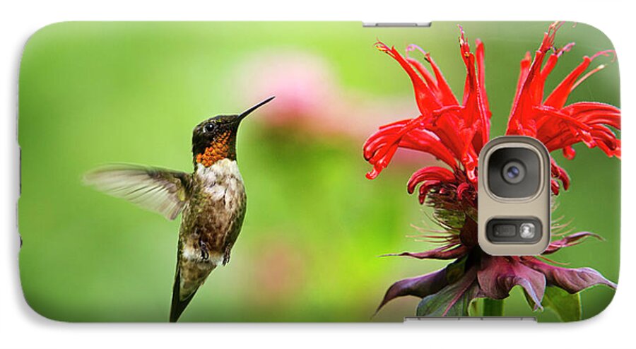 Hummingbird Galaxy S7 Case featuring the photograph Male Ruby-Throated Hummingbird Hovering Near Flowers by Christina Rollo