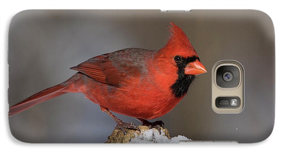 Red Galaxy S7 Case featuring the photograph Northern Cardinal in winter by Mircea Costina Photography