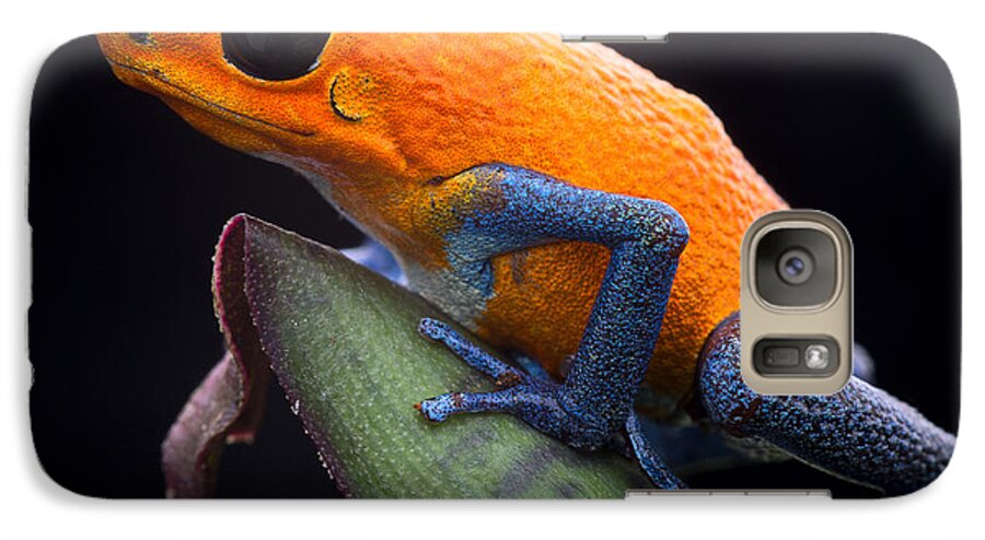 Panama Jungle Galaxy S7 Case featuring the photograph Orange Strawberry Poison Dart Frog by Dirk Ercken