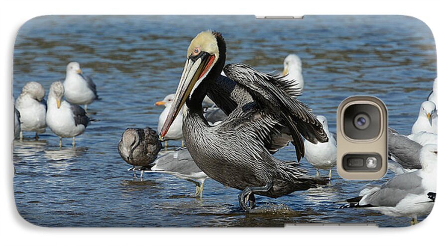 California Brown Pelican Galaxy S7 Case featuring the photograph Passing Through by Fraida Gutovich