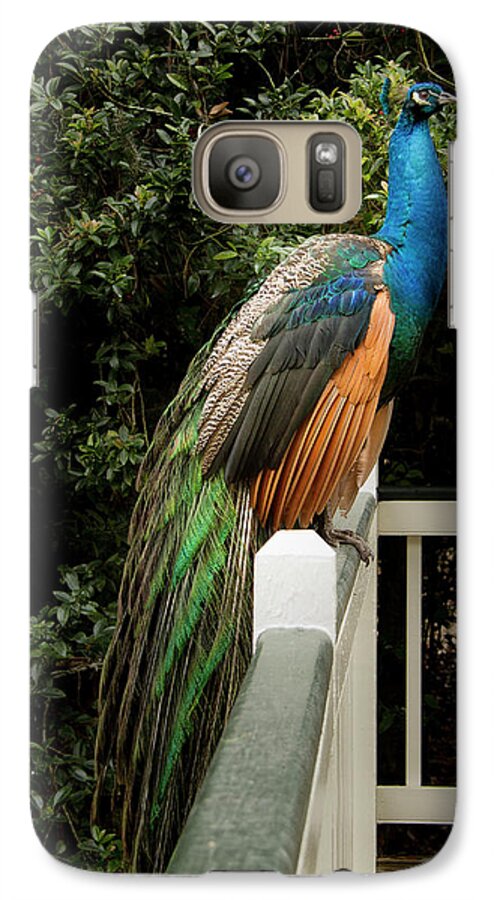 Jean Noren Galaxy S7 Case featuring the photograph Peacock on a Fence by Jean Noren
