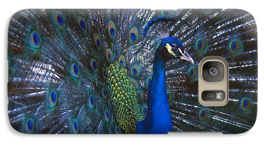Peacock Galaxy S7 Case featuring the photograph Peacock Splendor by Marie Hicks
