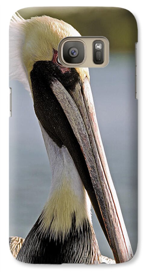 American Brown Pelican Galaxy S7 Case featuring the photograph Pelican Portrait by Sally Weigand