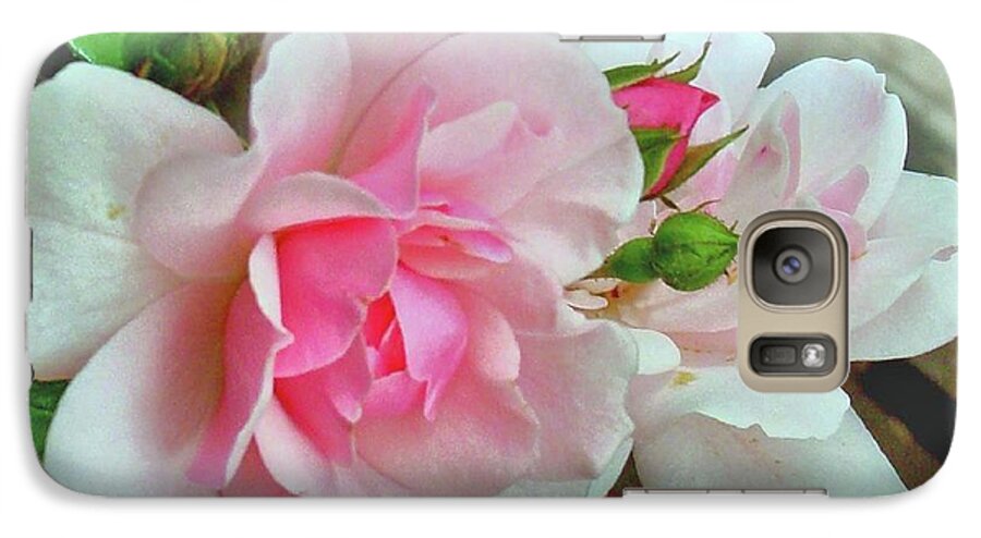 Pink Rose Photograph Galaxy S7 Case featuring the photograph Pink Cluster of Roses by Janette Boyd