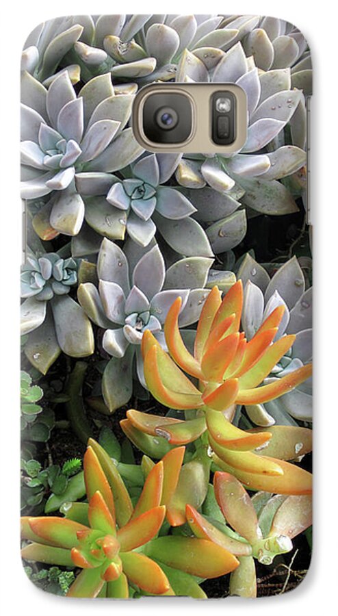 Fine Art Photo Galaxy S7 Case featuring the photograph Prickly two by Ken Frischkorn