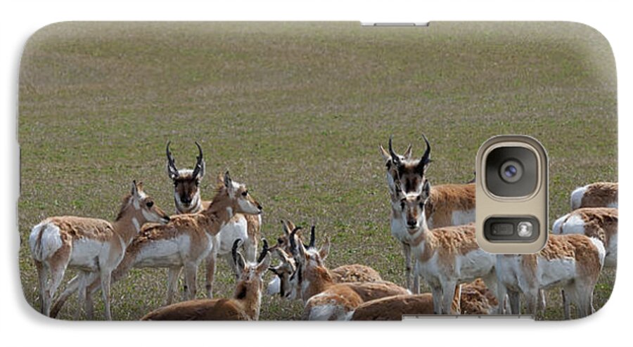 Pronghorns Galaxy S7 Case featuring the photograph Pronghorns on Alert by Kae Cheatham