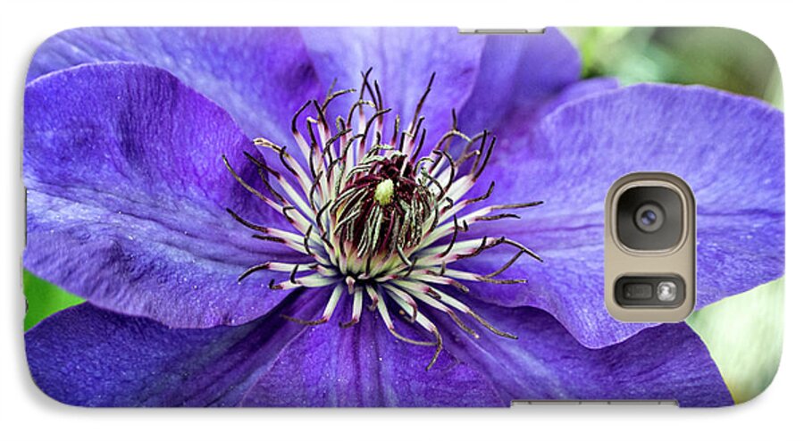 Flower Galaxy S7 Case featuring the photograph Purple Clematis by Greg and Chrystal Mimbs
