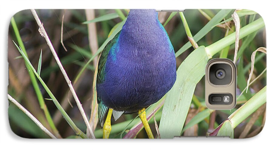 Nature Galaxy S7 Case featuring the photograph Purple Gallinule by Robert Frederick
