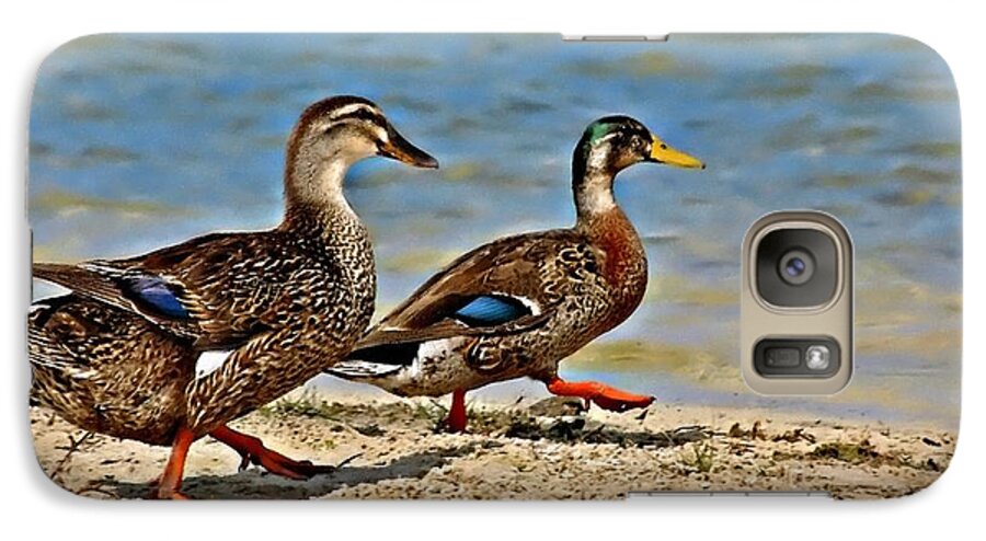 Ducks Galaxy S7 Case featuring the photograph Race You To The Water by Carolyn Marshall