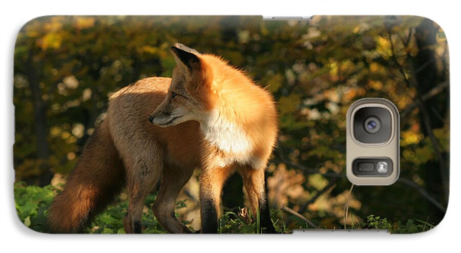 Red Fox Galaxy S7 Case featuring the photograph Red fox in shadows by Doris Potter
