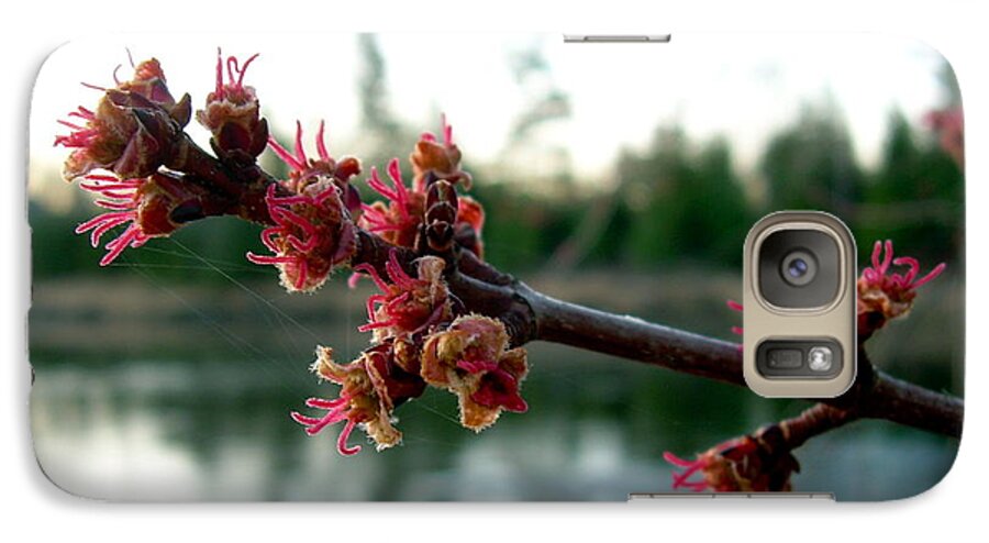 Maple Buds Galaxy S7 Case featuring the photograph Red Maple Buds at Dawn by Kent Lorentzen