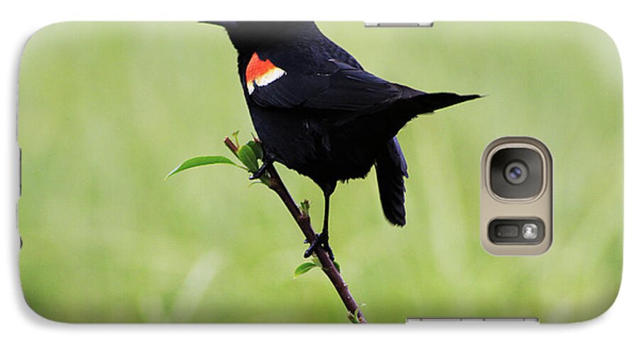 Bird Galaxy S7 Case featuring the photograph Red Winged Blackbird by Alyce Taylor