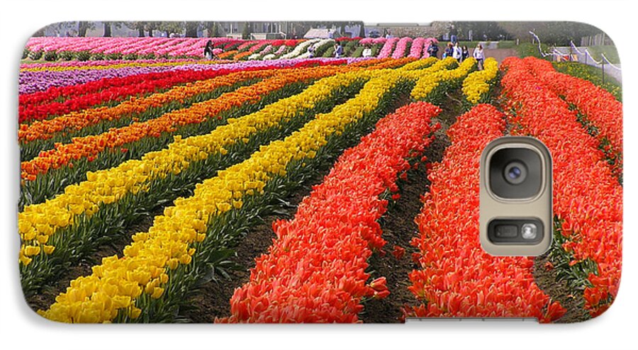 Tulips Galaxy S7 Case featuring the photograph Ribbons of Color by Louise Magno