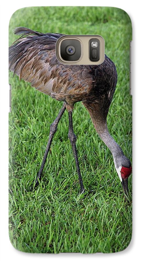 Nature Galaxy S7 Case featuring the photograph Sandhill Crane II by Richard Rizzo