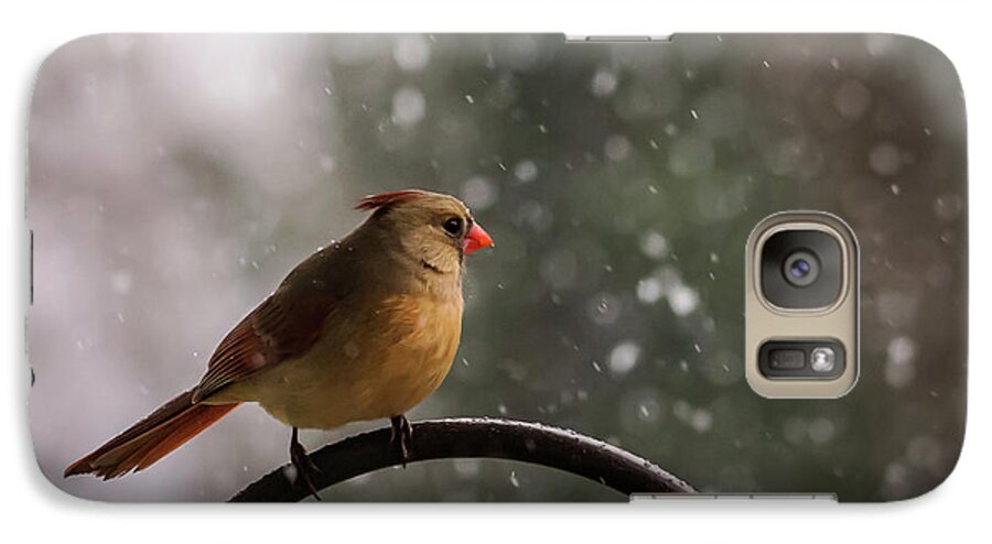 Terry D Photography Galaxy S7 Case featuring the photograph Snow Showers Female Northern Cardinal by Terry DeLuco