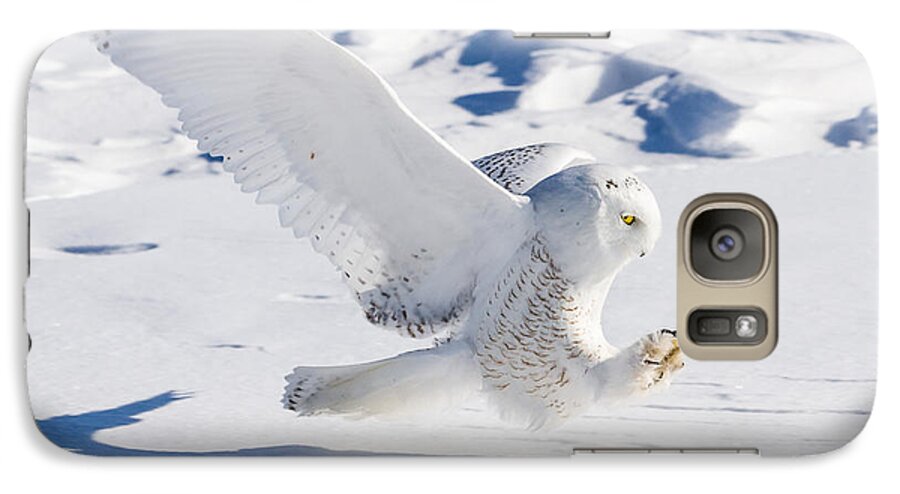 Animals Galaxy S7 Case featuring the photograph Snowy Owl Pouncing by Rikk Flohr