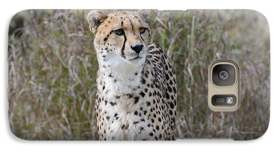 Cheetah Galaxy S7 Case featuring the photograph Spotted Beauty by Fraida Gutovich