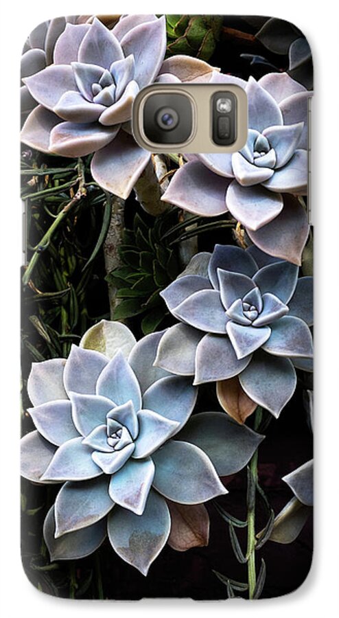 Succulents Galaxy S7 Case featuring the photograph Succulents Graptopetalum paraguayense   by Catherine Lau