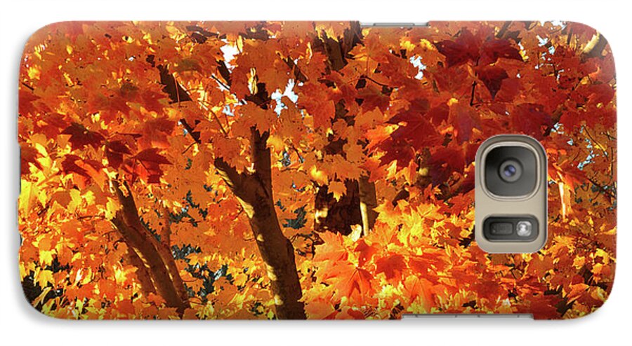 Illinois Galaxy S7 Case featuring the photograph Sugar Maple Sunset by Ray Mathis