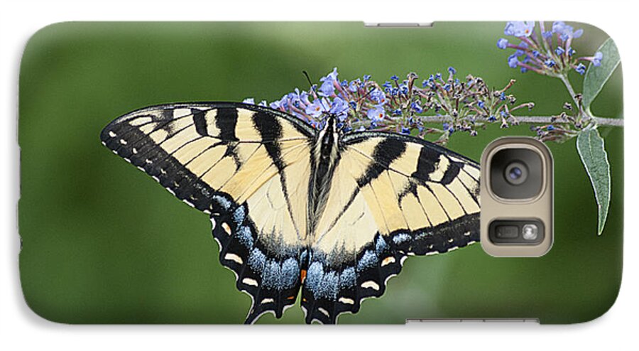 Swallowtail Galaxy S7 Case featuring the photograph Swallowtail 20120723_24a by Tina Hopkins