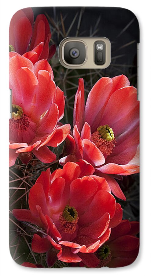 Blossoms Galaxy S7 Case featuring the photograph Tangerine Cactus Flower by Phyllis Denton