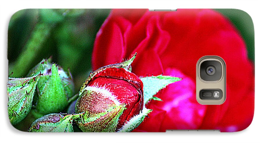 Rose Galaxy S7 Case featuring the photograph Tiny Red Rosebuds by KayeCee Spain