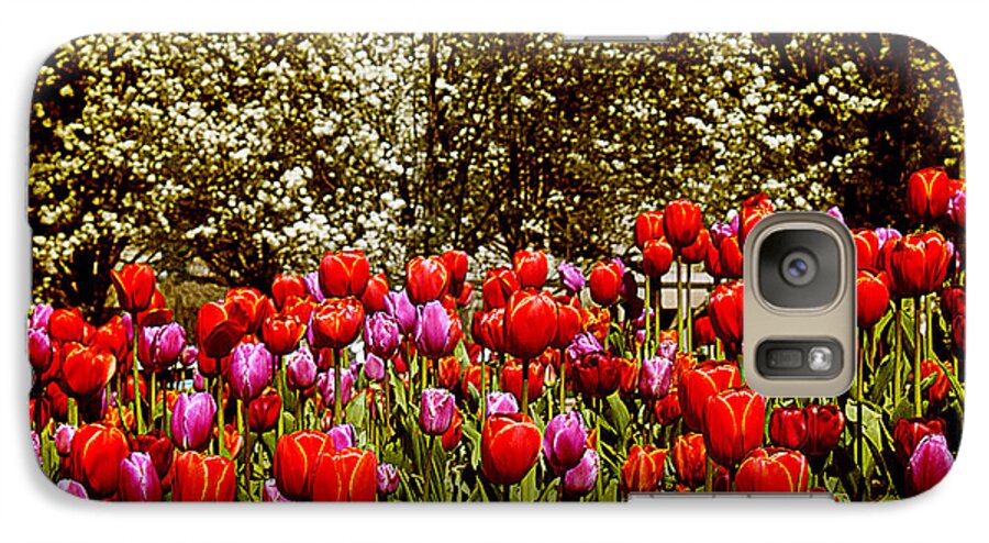 Tulips Galaxy S7 Case featuring the photograph Tulips by Milena Ilieva