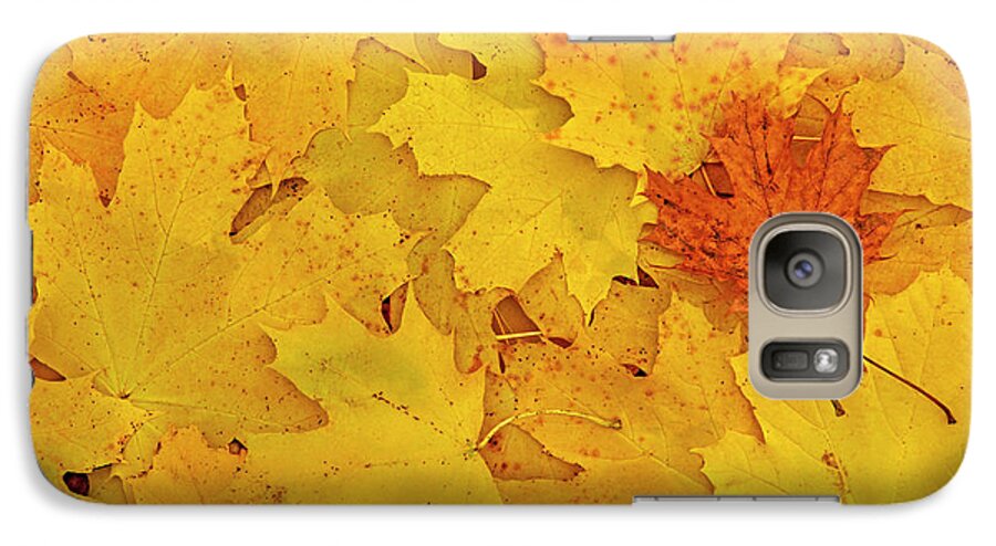 Maple Galaxy S7 Case featuring the photograph Understory by Tony Beck