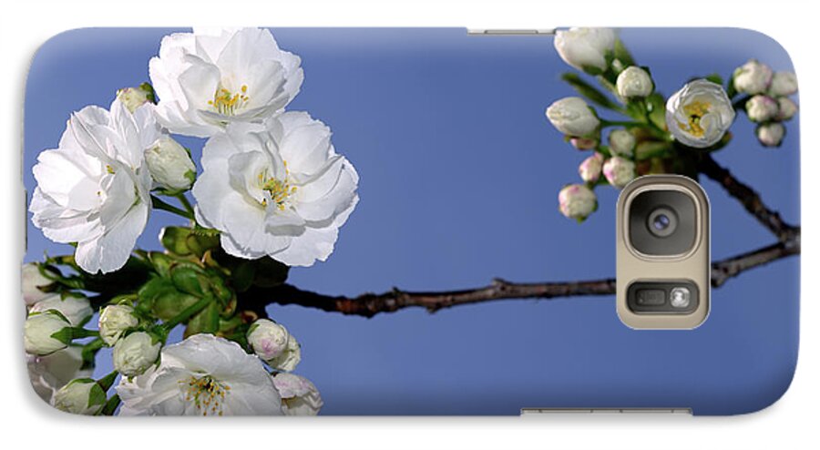 Terry Elniski Photography Galaxy S7 Case featuring the photograph Vancouver 2017 Spring Time Cherry Blossoms - 4 by Terry Elniski