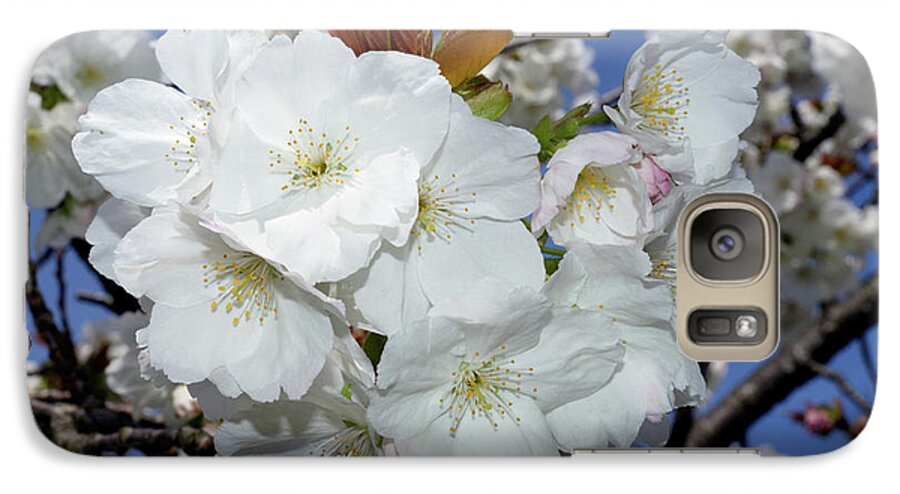 Terry Elniski Photography Galaxy S7 Case featuring the photograph Vancouver 2017 Spring Time Cherry Blossoms - 5 by Terry Elniski