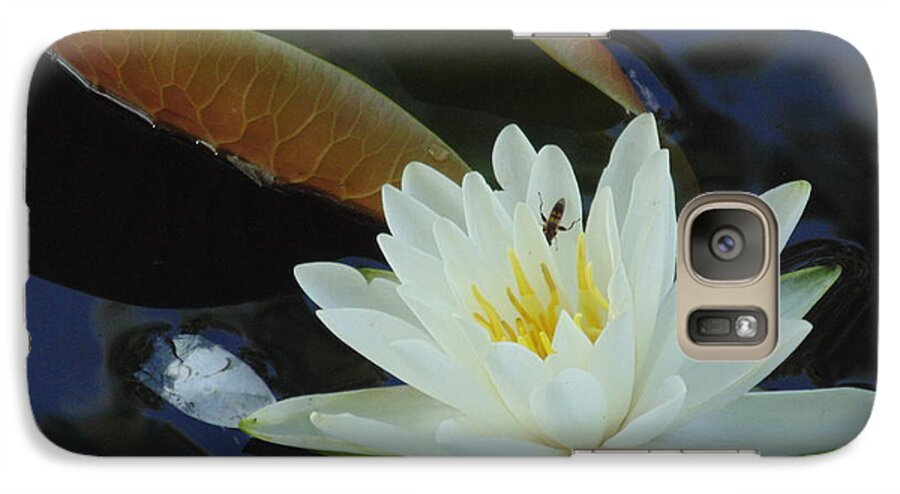 #landscape #water Lily #flower #white Flower Photograph #water Flowers #water Lilies #water Lily Yoga Mat #water Lily Tote Bags Galaxy S7 Case featuring the photograph Water Lily by Daun Soden-Greene