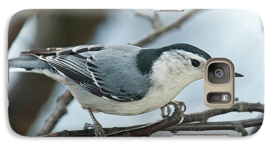 White Breasted Nuthatch Galaxy S7 Case featuring the photograph White Breasted Nuthatch 2017 2 by Lara Ellis