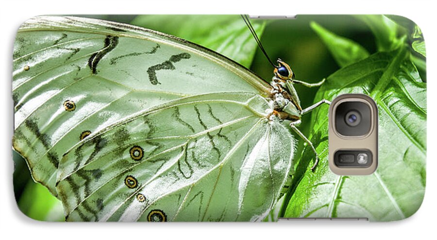 White Morpho Butterfly Galaxy S7 Case featuring the photograph White Morpho Butterfly by Joann Copeland-Paul