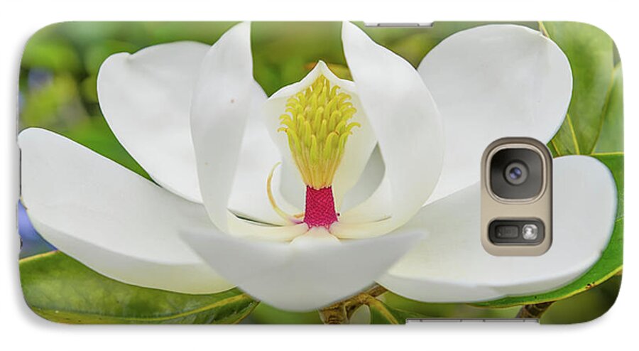 Magnolia Galaxy S7 Case featuring the photograph Magnolia flower by Olga Hamilton