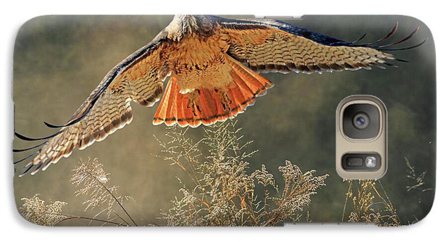 Red Tailed Hawk Galaxy S7 Case featuring the photograph Raptor by Donna Kennedy