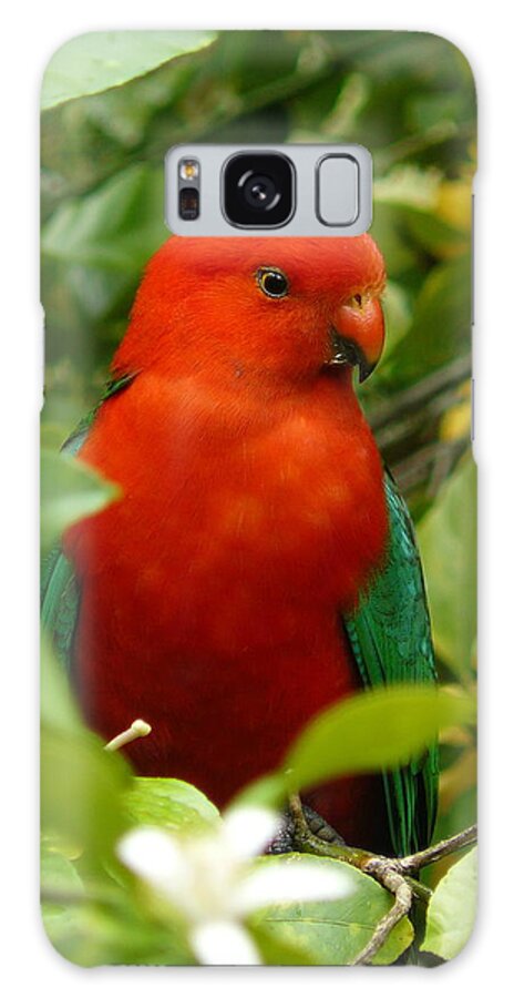 Birds Galaxy Case featuring the photograph Aussie King Parrot by Margaret Stockdale