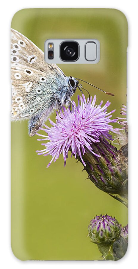 Common Blue Galaxy Case featuring the photograph Blue Butterfly by Chris Smith