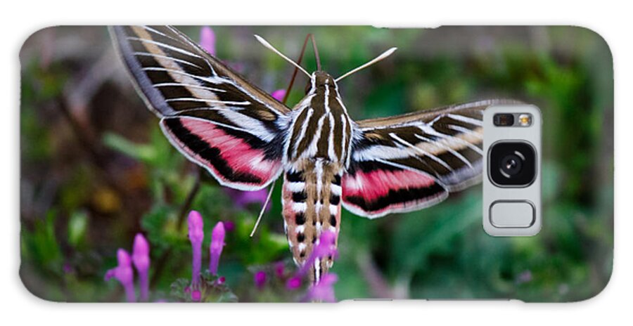  White-lined Sphinx Galaxy Case featuring the photograph Hummingbird Moth Print by Doug Long