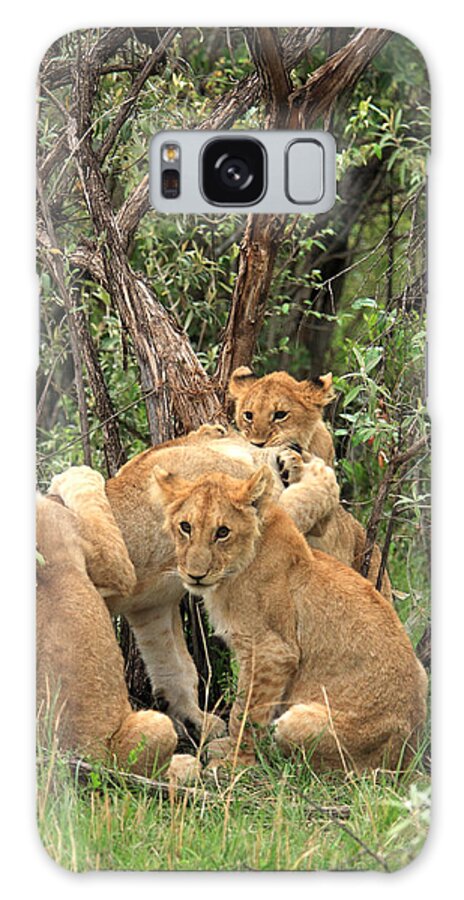 Lion Galaxy Case featuring the photograph Masai Mara Lion Cubs by Aidan Moran