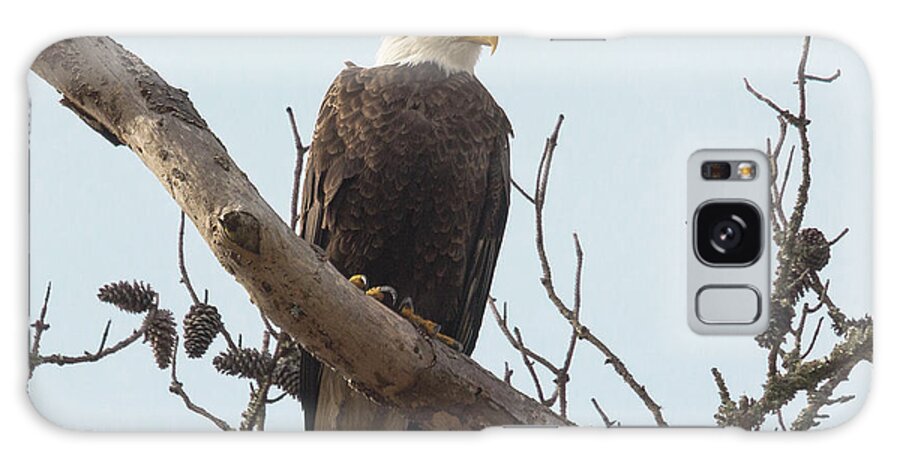 Bald Eagle Galaxy Case featuring the photograph Resting Bald Eagle by Patricia Schaefer