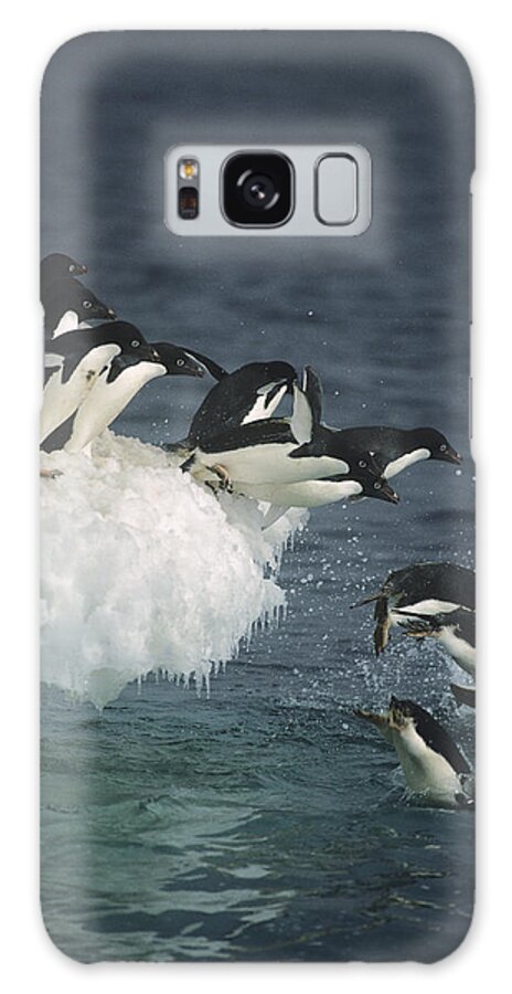 Feb0514 Galaxy Case featuring the photograph Adelie Penguins Leaping Off Ice Ross #1 by Tui De Roy