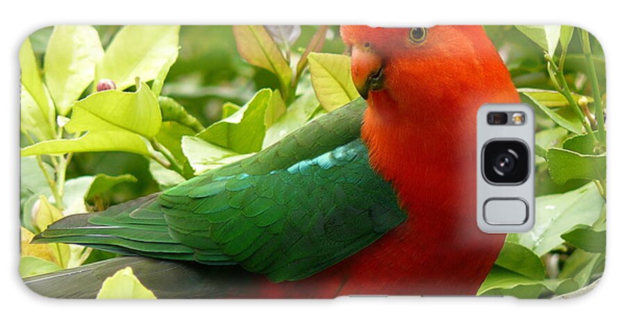 Birds Galaxy Case featuring the photograph Australian King Parrot #1 by Margaret Stockdale