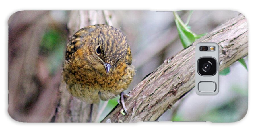 Baby Robin Galaxy Case featuring the photograph Baby Robin #1 by Tony Murtagh